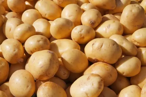 Potato inventory storage Fruit Packing Software 