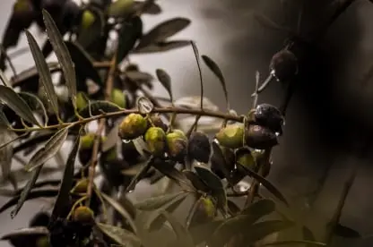 Olive oil Fruit Packing Software