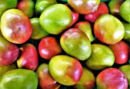 Mango Fruit Packing Software