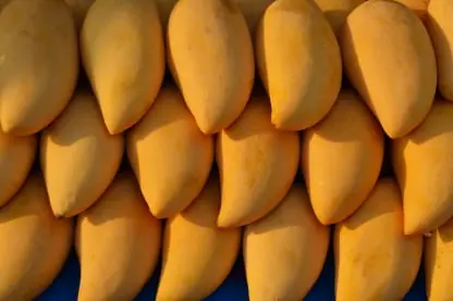 Mango Fruit Packing Software