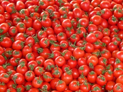 Tomato Fruit Packing Software