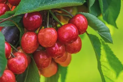 Cherry Fruit Packing Software