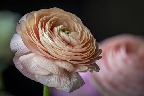 Flower packing app