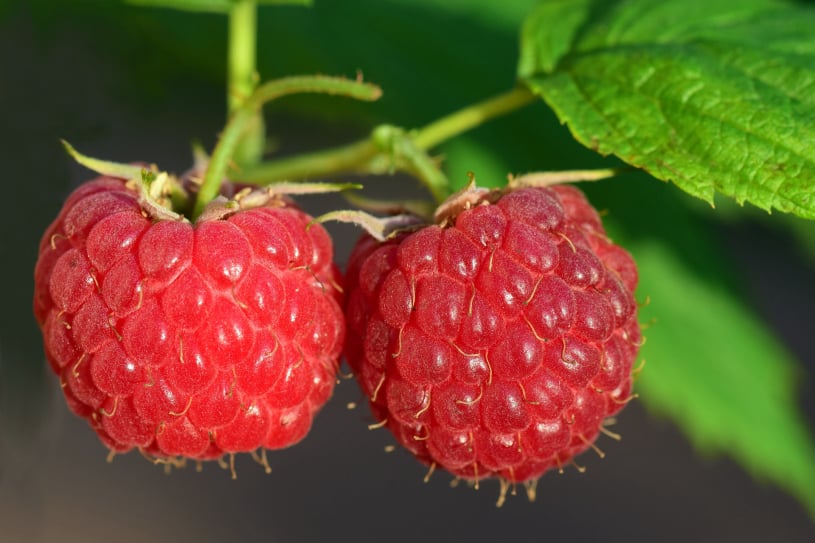 Cost effective packhouse fresh produce packing software