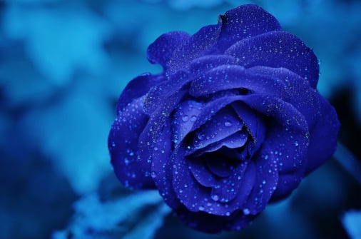 Flower packing app