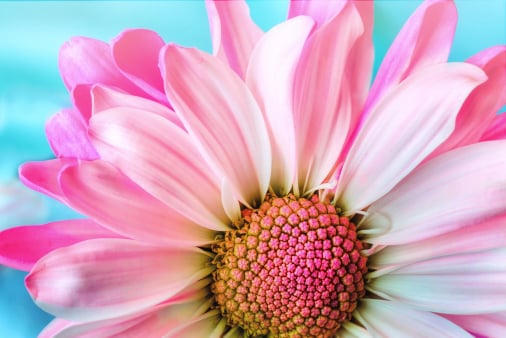 Flower packing app