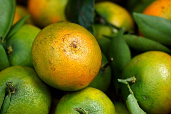 Fresh Produce Software