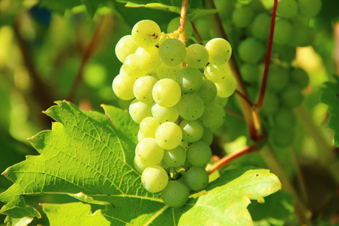 Fresh produce supplier applying CHAIN-TRACE QR codes